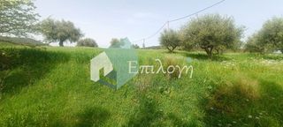 Αγροτεμάχια 12.000 τ.μ. για πώληση