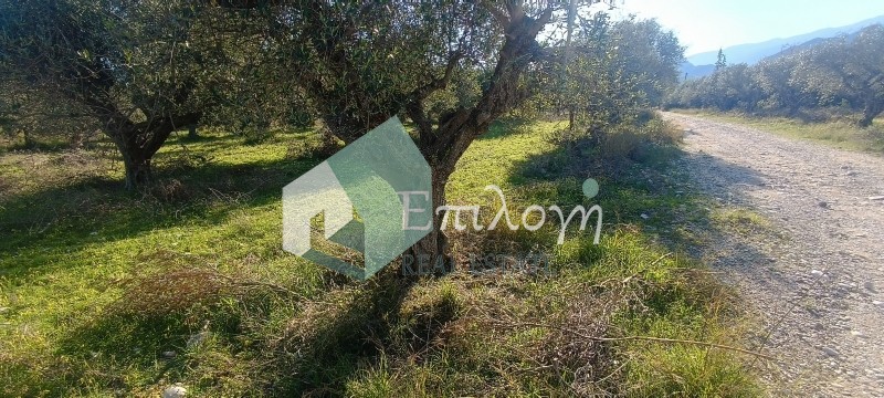 Αγροτεμάχια 22.000 τ.μ. προς πώληση, Ακταίο Ρίου