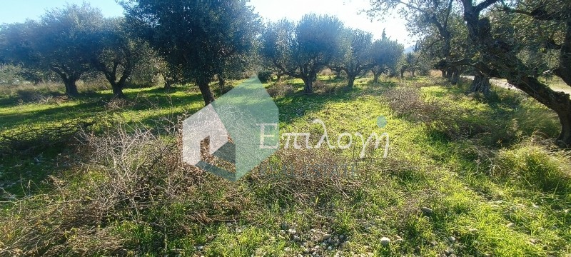 Αγροτεμάχια 22.000 τ.μ. προς πώληση, Ακταίο Ρίου