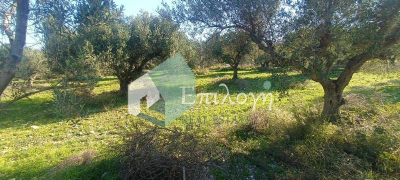 Αγροτεμάχια 22.000 τ.μ. προς πώληση, Ακταίο Ρίου