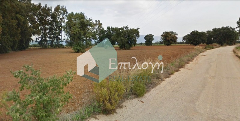 Αγροτεμάχια 50.000 τ.μ. προς πώληση, Κουνελαίικα