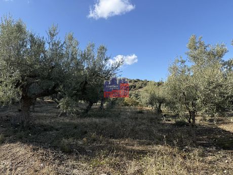 Αγροτεμάχια 4.800 τ.μ. για πώληση