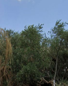 Land plot 1.760sqm for sale-Anavissos » Mavro Lithari