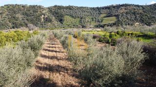 Αγροτεμάχια 4.300 τ.μ. για πώληση, Αχαΐα, Αιγιάλεια-thumb-2