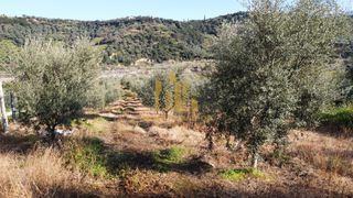 Αγροτεμάχια 4.300 τ.μ. για πώληση, Αχαΐα, Αιγιάλεια-thumb-3