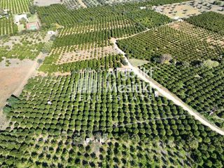 Αγροτεμάχια 8.564 τ.μ. για πώληση, Αργολίδα, Νέα Τίρυνθα-thumb-19