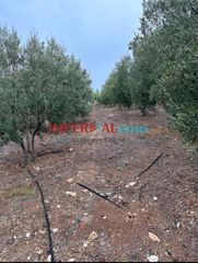 Αγροτεμάχια 3.124 τ.μ. προς πώληση, Πολύγυρος-thumb-8