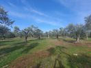 Parcel 2.267sqm for sale-Thasos » Skala Kallirachis