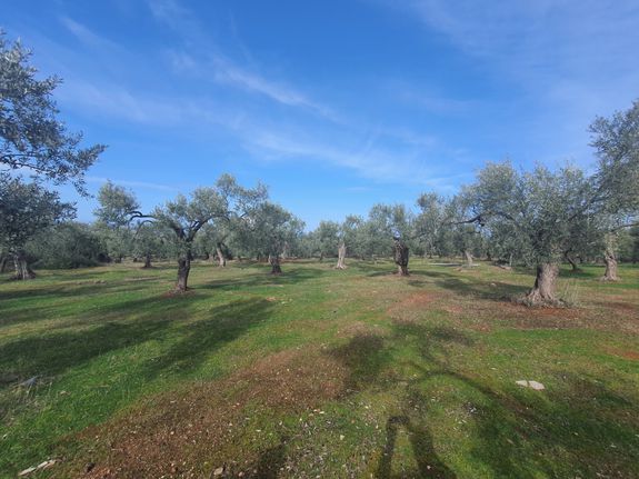 Parcel 2.267 sqm for sale, Kavala Prefecture, Thasos