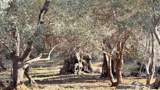Οικόπεδο 800 τ.μ. για πώληση, Ν. Ρεθύμνου, Αρκάδι-thumb-6
