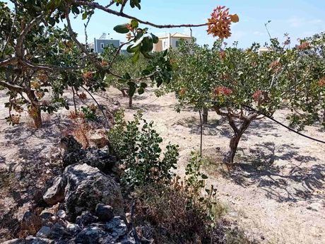 Οικόπεδο 1.000τ.μ. για πώληση-Αίγινα » Κυψέλη