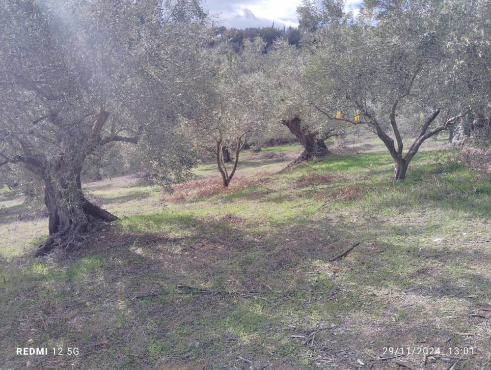 Αγροτεμάχια 27.900 τ.μ. πρός πώληση, Κορινθία, Σικυώνα
