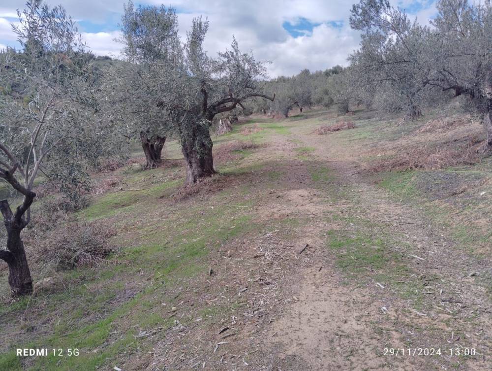 Αγροτεμάχια 27.900 τ.μ. πρός πώληση, Κορινθία, Σικυώνα
