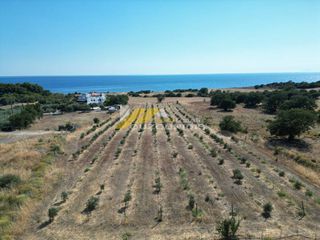 Αγροτεμάχια 7.100 τ.μ. για πώληση