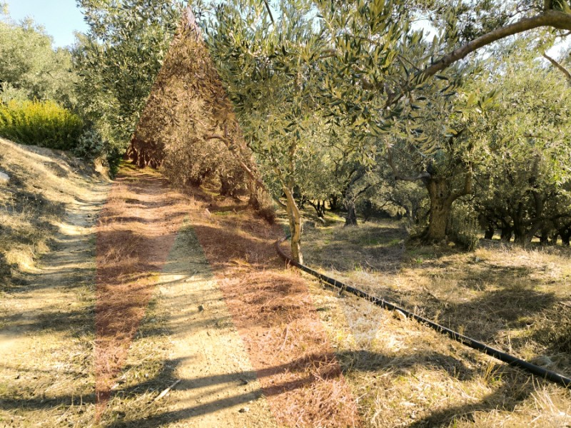 Αγροτεμάχια 2.800 τ.μ. πρός πώληση, Μαγνησία, Αρτέμιδα