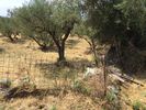 Οικόπεδο 188τ.μ. για πώληση-Λεύκτρος » Νομιτσής