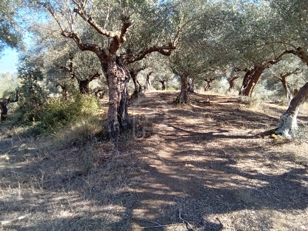 Αγροτεμάχια 3.250 τ.μ. για πώληση, Μεσσηνία, Ιθώμης
