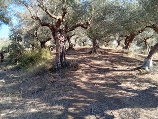 Αγροτεμάχια 3.250 τ.μ. για πώληση