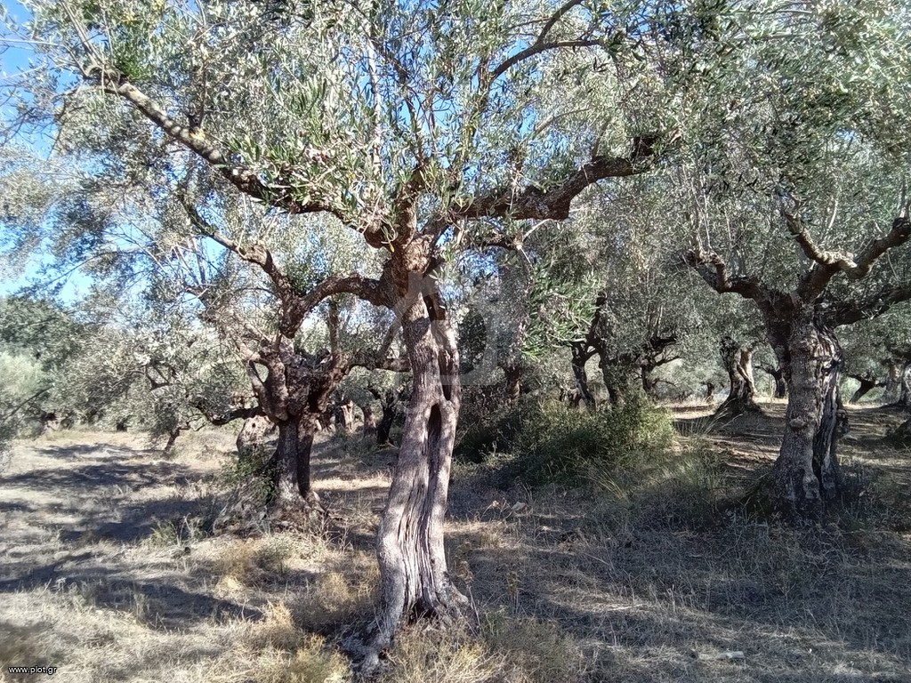 Αγροτεμάχια 3.250 τ.μ. προς πώληση, Μεσσηνία, Ιθώμης