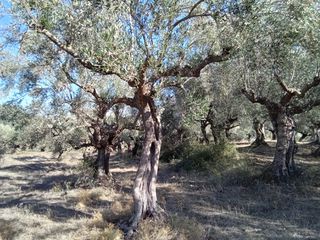 Parcel 3.250 sqm for sale, Messinia, Ithomi-thumb-1