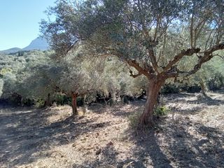 Parcel 3.250 sqm for sale, Messinia, Ithomi-thumb-2