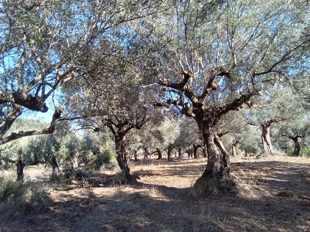 Αγροτεμάχια 3.250 τ.μ. προς πώληση, Μεσσηνία, Ιθώμης