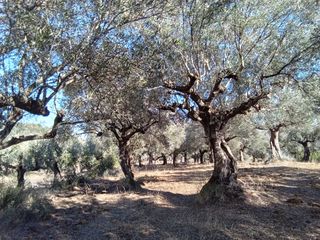Parcel 3.250 sqm for sale, Messinia, Ithomi-thumb-3