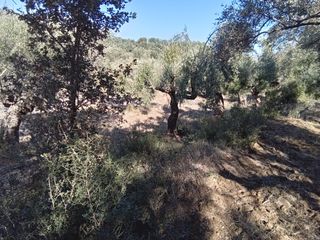Parcel 3.250 sqm for sale, Messinia, Ithomi-thumb-4