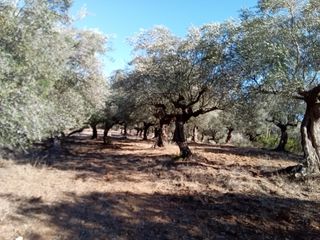 Parcel 3.250 sqm for sale, Messinia, Ithomi-thumb-5