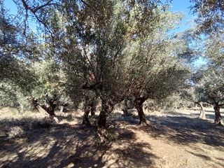Parcel 3.250 sqm for sale, Messinia, Ithomi-thumb-6