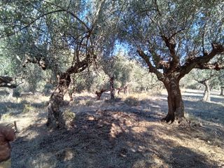 Parcel 3.250 sqm for sale, Messinia, Ithomi-thumb-7