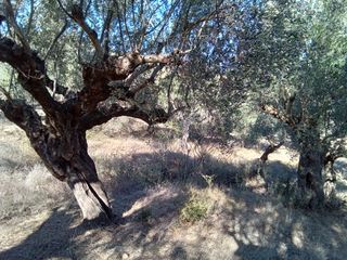 Parcel 3.250 sqm for sale, Messinia, Ithomi-thumb-8