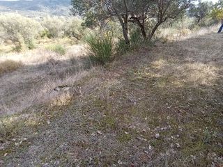 Parcel 3.250 sqm for sale, Messinia, Ithomi-thumb-11