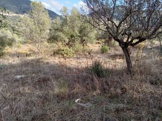 Parcel 3.250 sqm for sale, Messinia, Ithomi-thumb-14