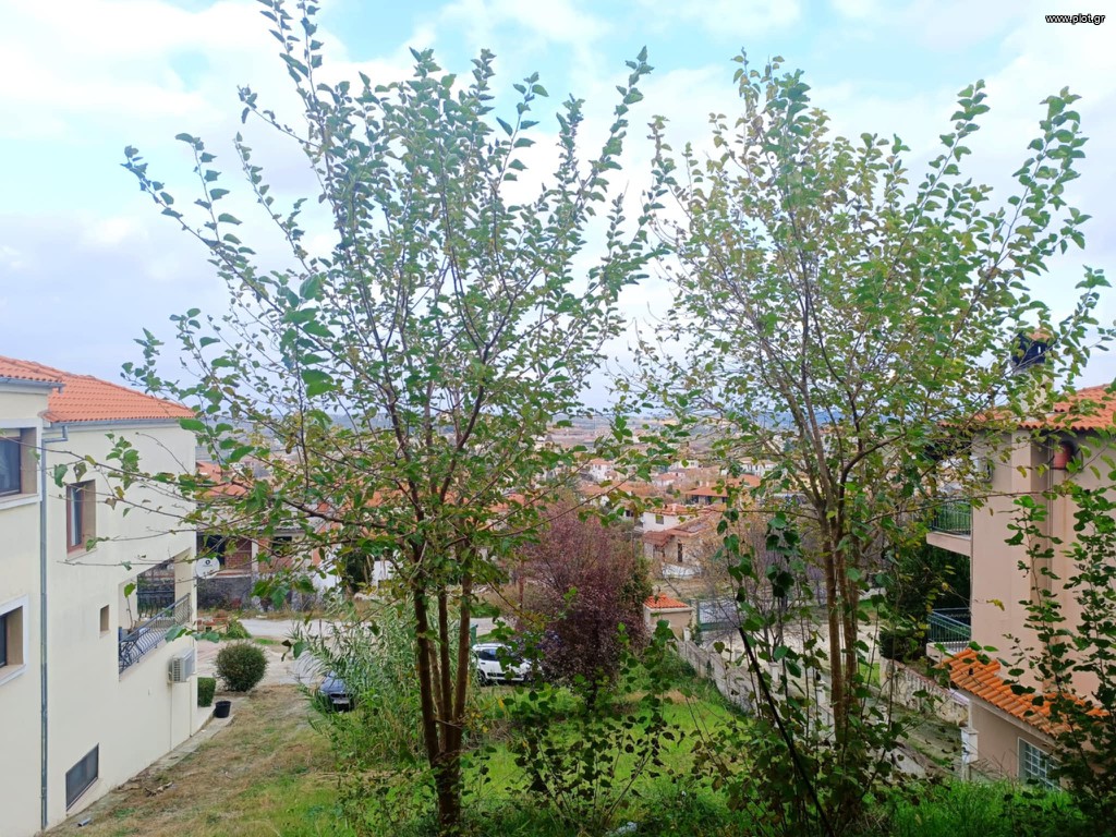 Διαμέρισμα 85 τ.μ. πρός πώληση, Χαλκιδική, Κασσάνδρα