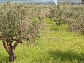 Οικόπεδο 4.095 τ.μ. για πώληση, Μεσσηνία, Νέστορας-thumb-3