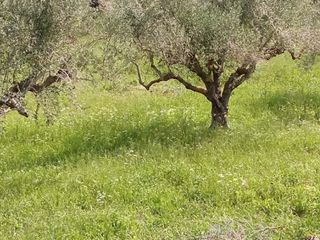 Οικόπεδο 4.095 τ.μ. για πώληση, Μεσσηνία, Νέστορας-thumb-4