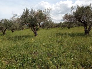 Οικόπεδο 4.095 τ.μ. για πώληση, Μεσσηνία, Νέστορας-thumb-6