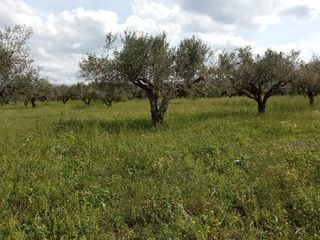 Οικόπεδο 4.095 τ.μ. για πώληση, Μεσσηνία, Νέστορας-thumb-7