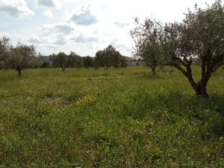 Οικόπεδο 4.095 τ.μ. για πώληση, Μεσσηνία, Νέστορας-thumb-9