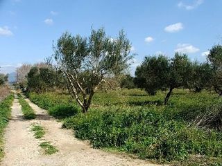 Οικόπεδο 4.095 τ.μ. για πώληση, Μεσσηνία, Νέστορας-thumb-10