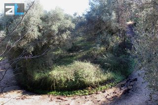 Οικόπεδο 2.000 τ.μ. για πώληση, Αχαΐα, Ωλένια-thumb-6