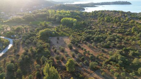 Αγροτεμάχια 4.000τ.μ. για πώληση-Σιθωνία » Γαλήνη
