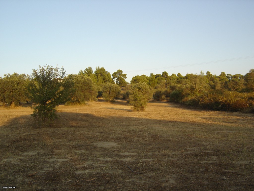 Αγροτεμάχια 4.000 τ.μ. πρός πώληση, Χαλκιδική, Σιθωνία