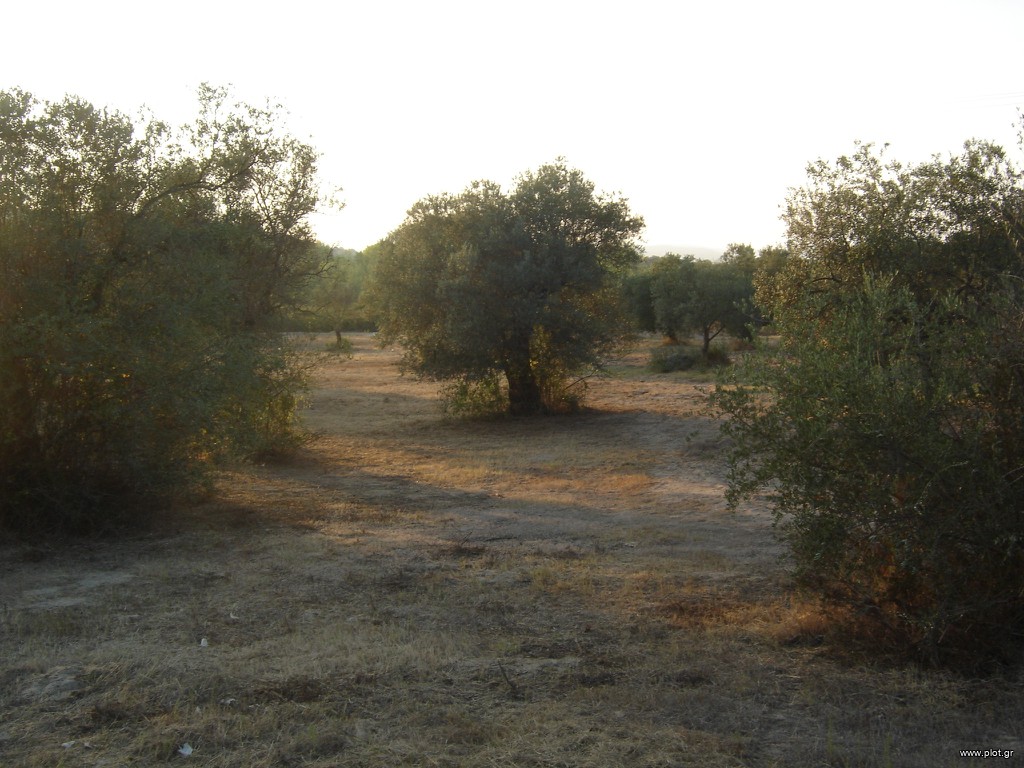 Αγροτεμάχια 4.000 τ.μ. πρός πώληση, Χαλκιδική, Σιθωνία