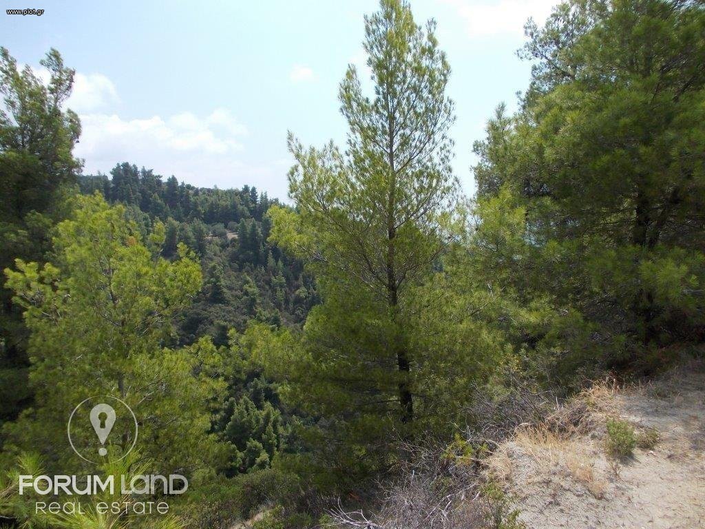 Αγροτεμάχια 16.000 τ.μ. προς πώληση, Παλιούρι Παλλήνης