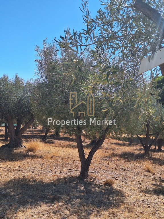 Αγροτεμάχια 1.237 τ.μ. πρός πώληση, Αττική - Υπόλοιπο, Παλαιά Φώκαια