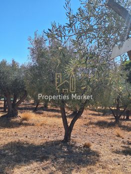 Αγροτεμάχια 1.237 τ.μ. για πώληση
