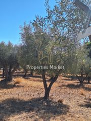 Αγροτεμάχια 1.237 τ.μ. για πώληση