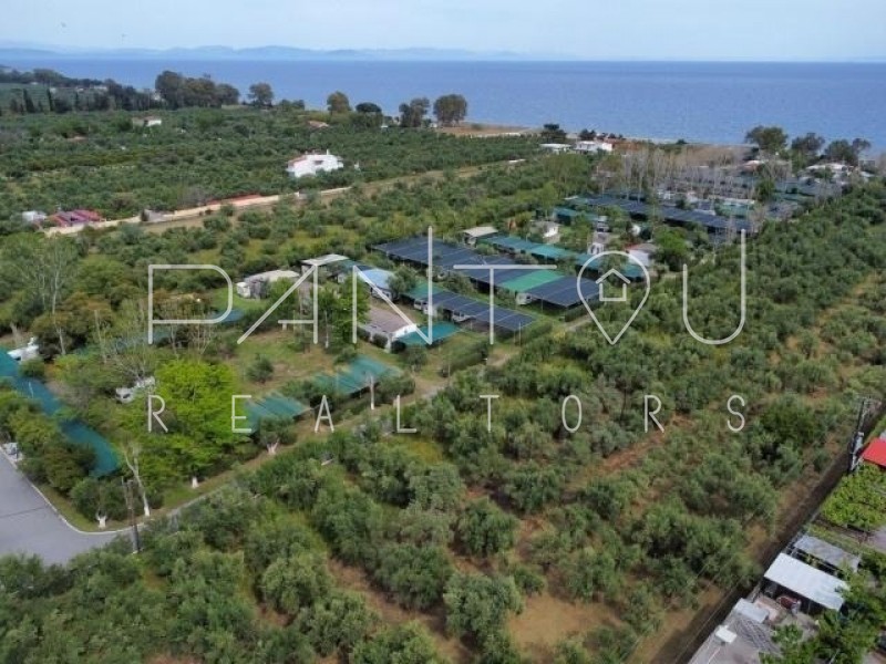 Αγροτεμάχια 11.440 τ.μ. πρός πώληση, Λακωνία, Γύθειο